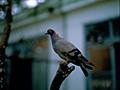 시조 비둘기 썸네일 이미지